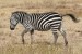 10 Interesting Zebra Facts