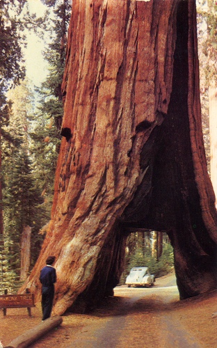 Yosemite National Park Tree
