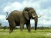 10 Interesting Elephant Facts