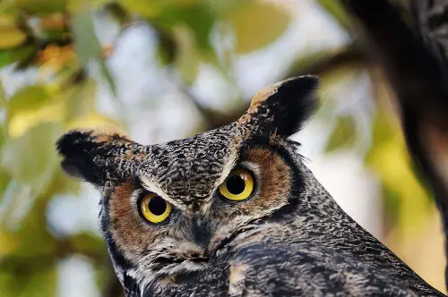 great horned Owl