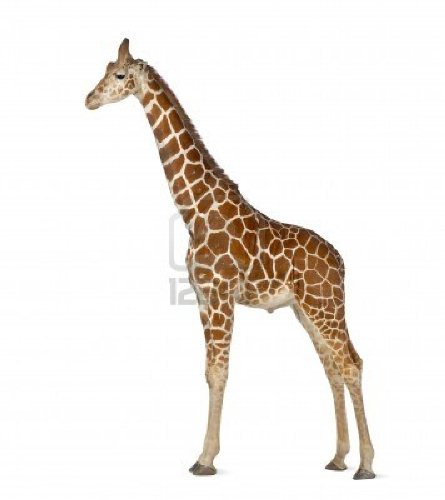 somali Giraffe