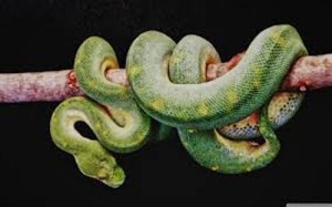green boa constrictor green boa constrictor