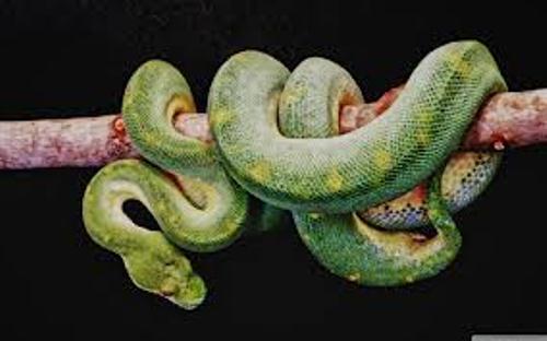 Boa Constrictor  in Green Color