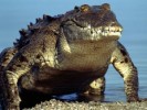 10 Interesting Crocodile Facts