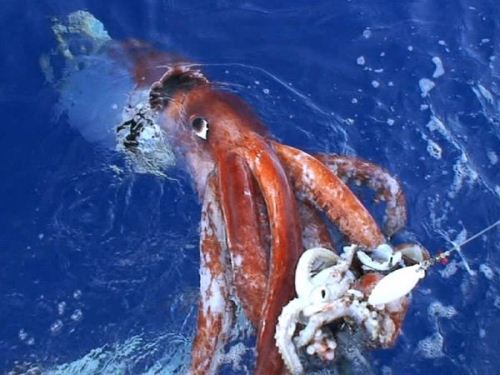 Giant Squid fact