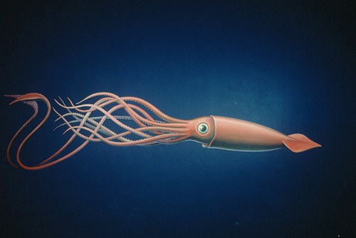 Giant Squid facts