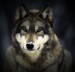 10 Interesting Grey Wolf Facts
