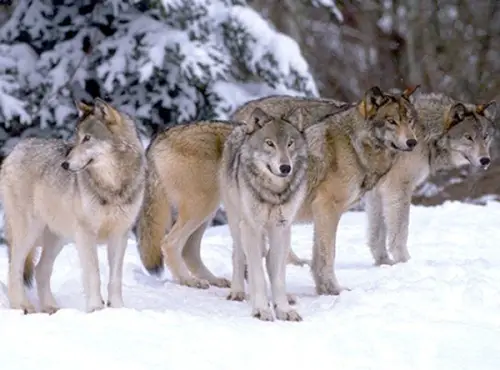 Grey Wolves in Snow