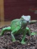10 Interesting Iguana Facts