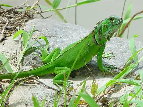 Iguana in Green color