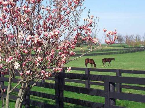 Kentucky Countryside