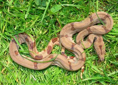 Large Boa constrictor
