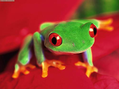 Red Eyed Tree Frog Facts
