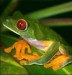 10 Interesting Red Eyed Tree Frog Facts