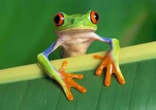 Red Eyed Tree Frog in Forest