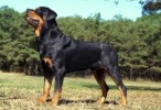 10 Interesting Rottweiler Dog Facts