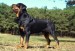 10 Interesting Rottweiler Dog Facts