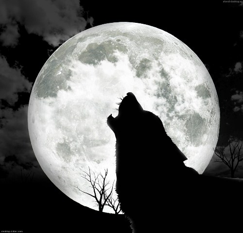 Wolf at Night