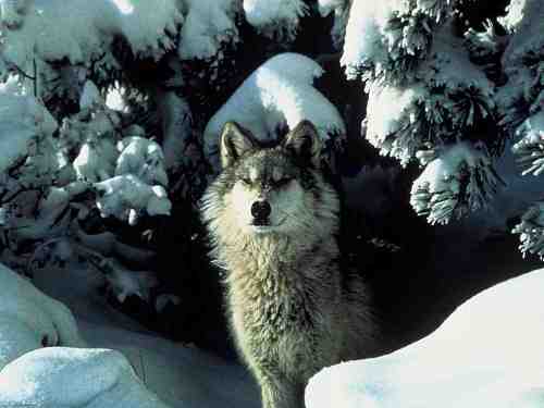Wolf  in winter