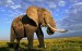 10 Interesting African Elephant Facts