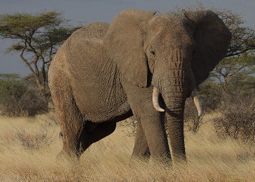 African Elephant in Desert