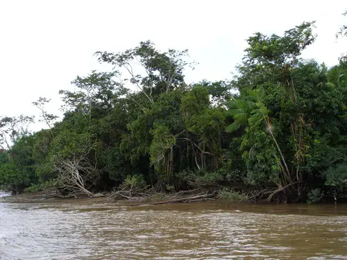 Amazon River Facts