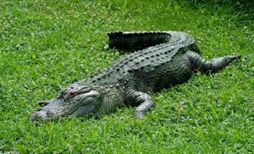 American Alligator Habitat