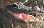 10 Interesting American Alligator Facts