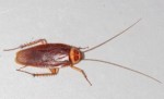 10 Interesting Cockroach Facts