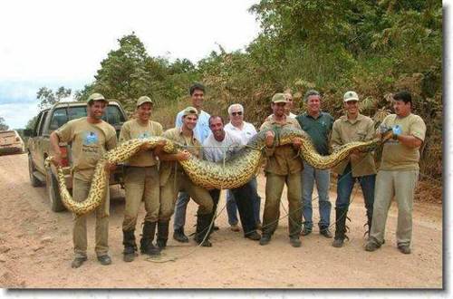 Anaconda and Hunters