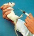 10 Interesting Animal Experimentation Facts