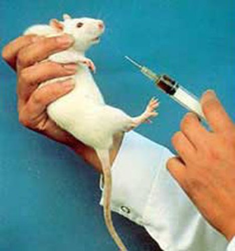 Animal Experimentation Facts