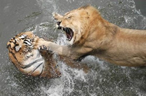 Animal Fights
