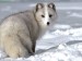 10 Interesting Arctic Fox Facts