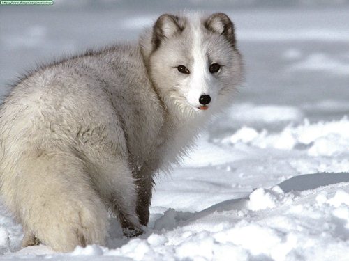 Arctic Fox Facts