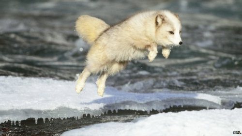 Arctic Fox Jumping