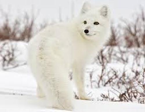 Arctic Fox in Winter