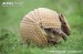 10 Interesting Armadillo Facts