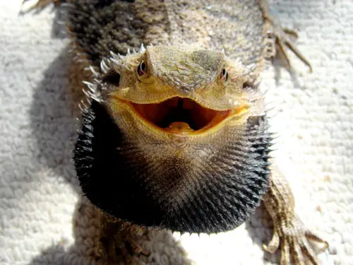 Bearded Dragon with Spikes