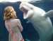 10 Interesting Beluga Whale Facts