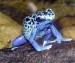 10 Interesting Poison Dart Frog Facts