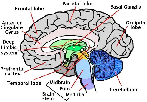 Brain of Human