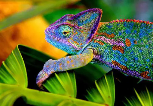 Chameleon in Colorful Look