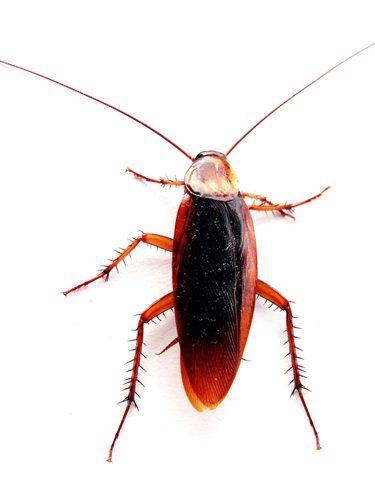 Cockroach facts
