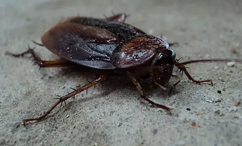 Cockroach in black