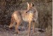 10 Interesting Coyote Facts