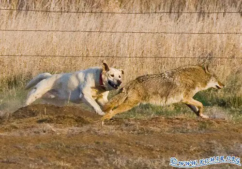 Coyote VS Dog