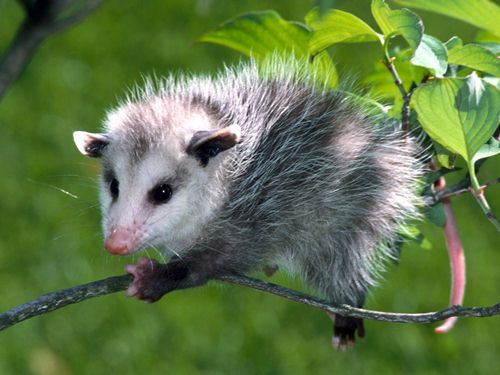 Cute Opossum