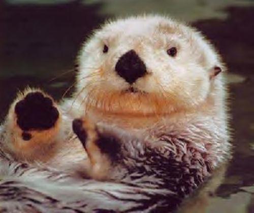 Cute Sea Otter
