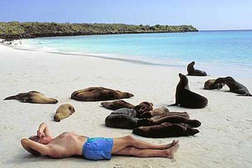 Galapagos Island Seals